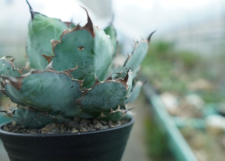 アガベ　チタノタ　 ブラックアンドブルー 　Agave titanota black and blue　No.1