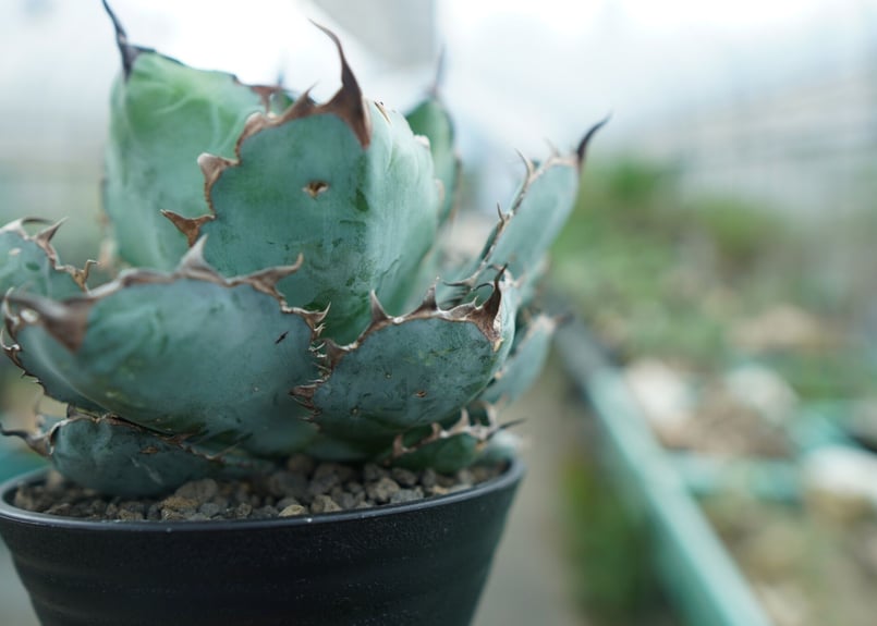 アガベチタノタブルー実生青犀牛