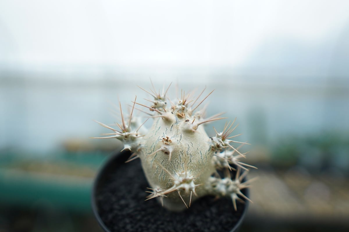パキポディウム・サンデルシー （ Pachypodium saundersii ） パキポディウム サンデルシー Pachypodeium saundersii No.5 |