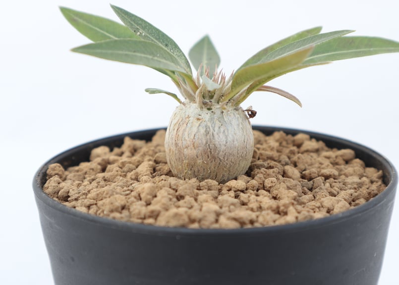 恵比寿大黒 扁平型 デンシカウレ 輸入株 楽天市場】【マラソンクーポン有】【現品】パキポディウム