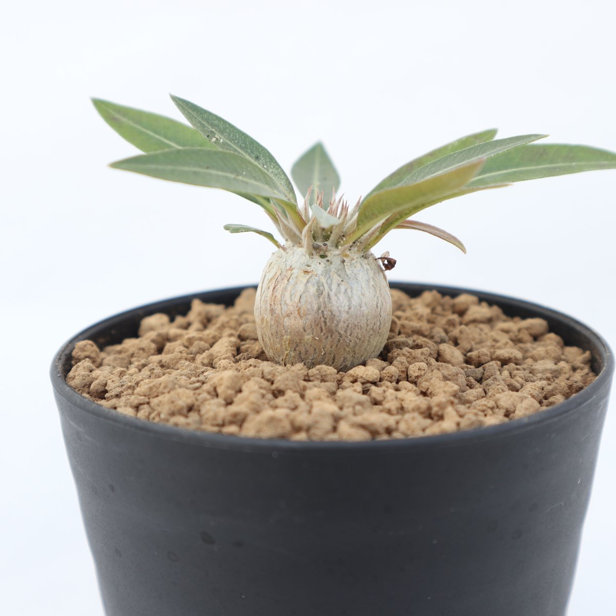 まるさん専用恵比寿大黒 扁平型 デンシカウレ 輸入株 まるさん専用恵比寿大黒 扁平型 デンシカウレ 輸入株