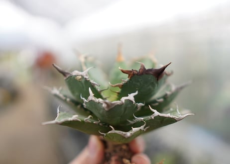 Agave titanota FO-76  D NO.1