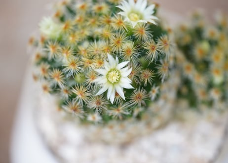 Mammillaria schiedeana