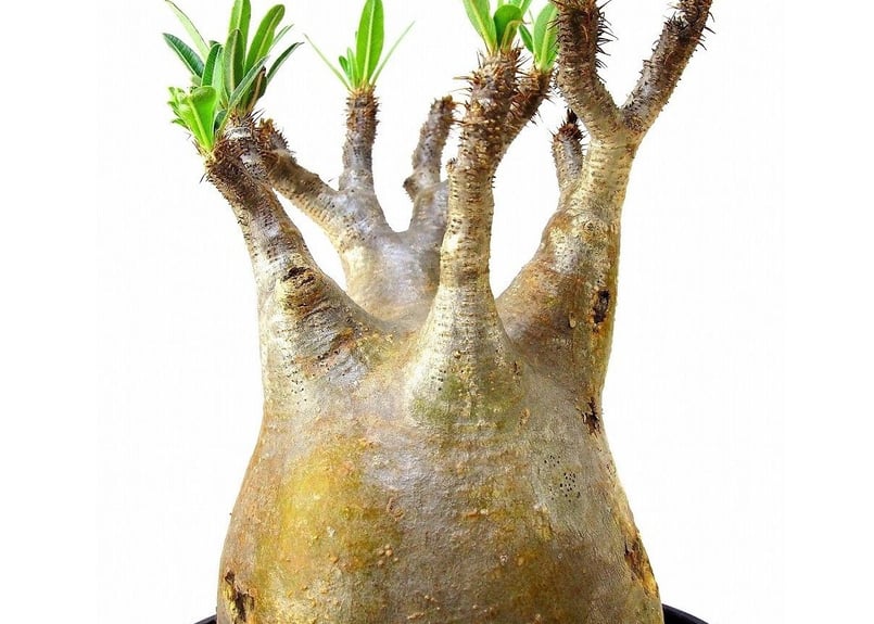 Pachypodium Gracilius パキポディウム グラキリス №5 | mana
