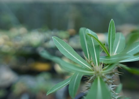 パキポディウム　ホロンベンセ　Pachypodium horombense