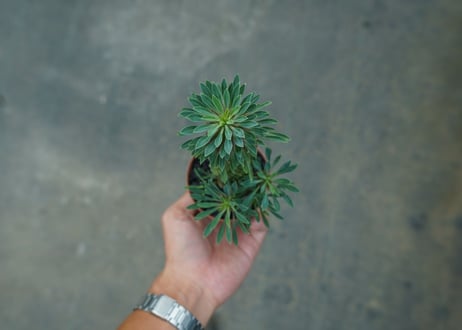 ユーフォルビア　ソテツキリン "パイナップルコーン"　Euphorbia sotetsukirin  No.2