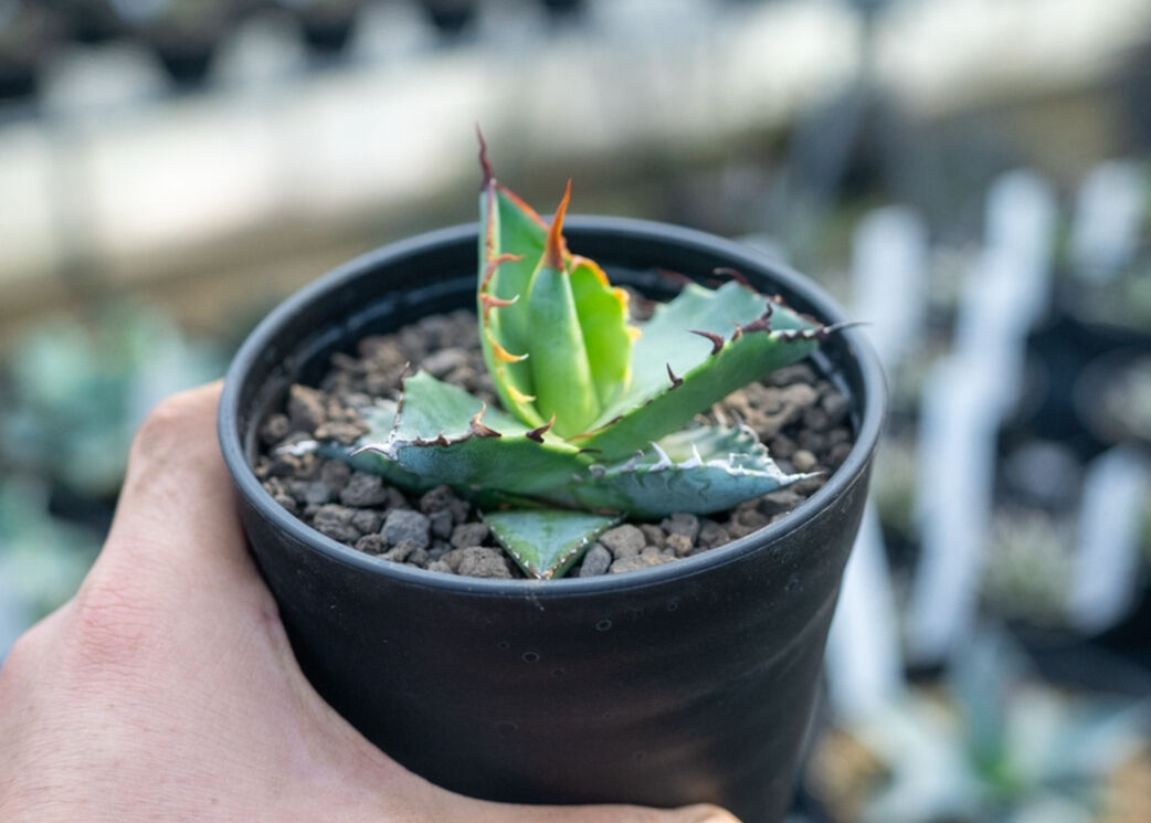 アガベ チタノタブルー 実生 5 アガベ チタノタ ブルー agave titanota Blue NO.5 | mana's