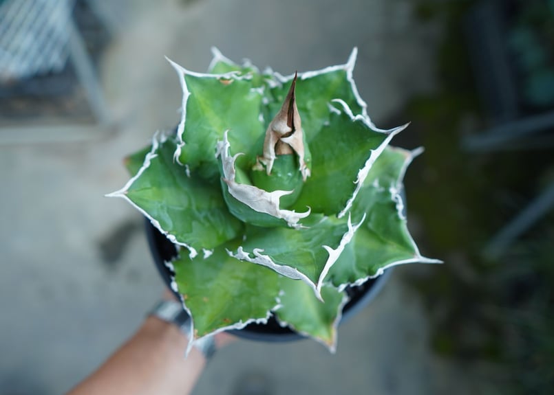 アガベ チタノタ 白火焔 agave titanota white fire | mana's アガベ チタノタ 白火焔 agave titanota white fire | mana's