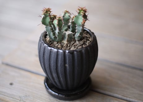 ユーフォルビア　SP　Euphorbia sp