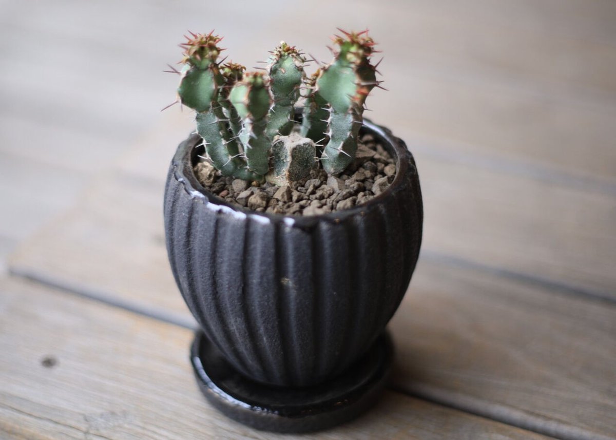 ユーフォルビア SP Euphorbia sp | mana's farm:塊根植物・アガベ・