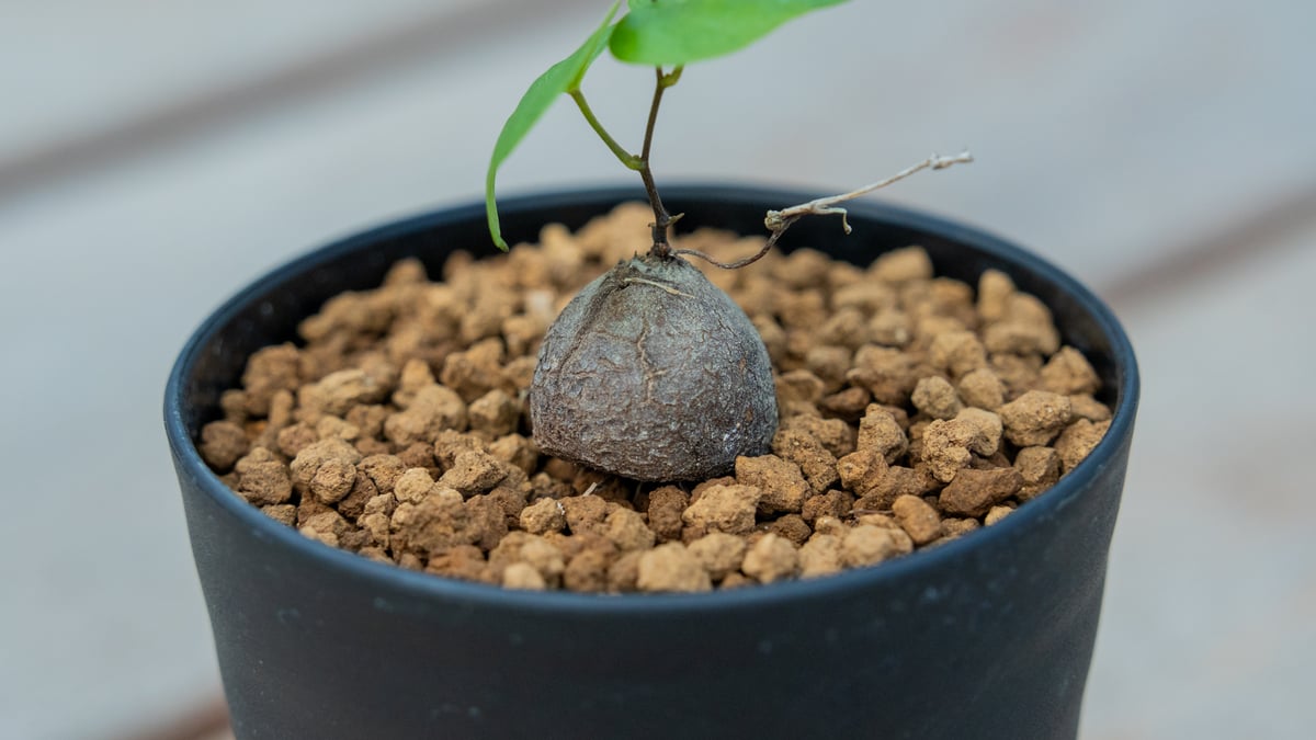 亀甲竜 | mana's farm:塊根植物・アガベ・ドライガーデン植物販売|マナ