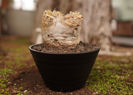パキポディウム　エブレネウム　Pachypodium eburneum
