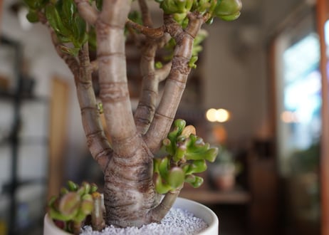 宇宙の木　Crassula ovata 'Gollum'