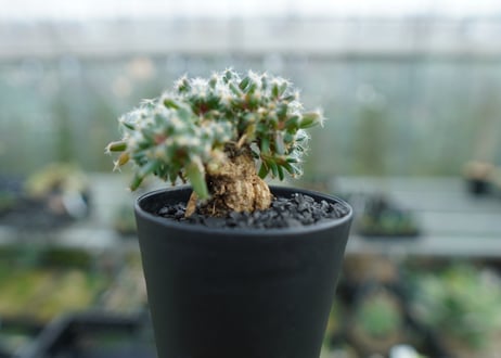 トリコディアデマ　デンサム　Trichodiadema densum  No.2