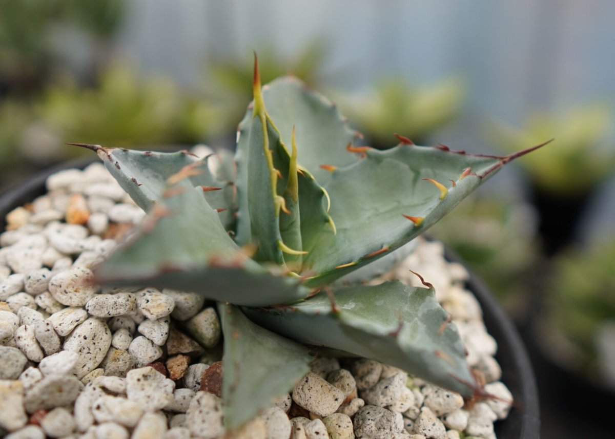 fit=scale-down,w=1200