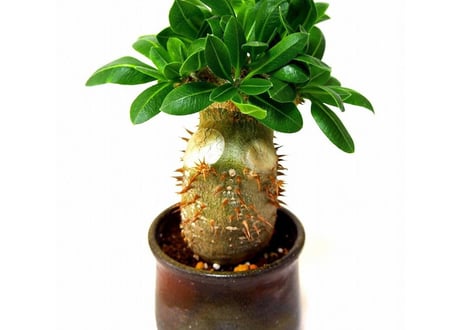 Pachypodium brevicaule 恵比寿笑い