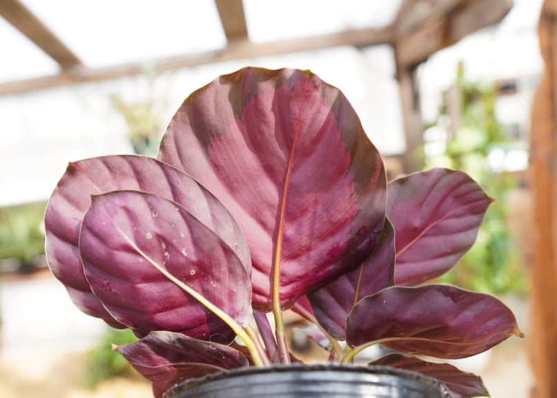 カラテア ロゼオピクタ ロージー Calathea roseopicta ”Rosy” | m