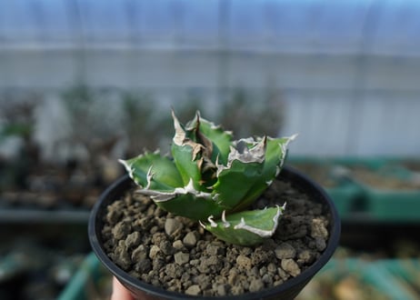 アガベ　チタノタ　ホワイトファイヤー　agave titanota white fire　白火焔　 A2