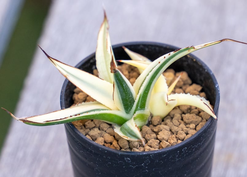 アガベ サングロー | mana's farm:塊根植物・アガベ・ドライガーデン