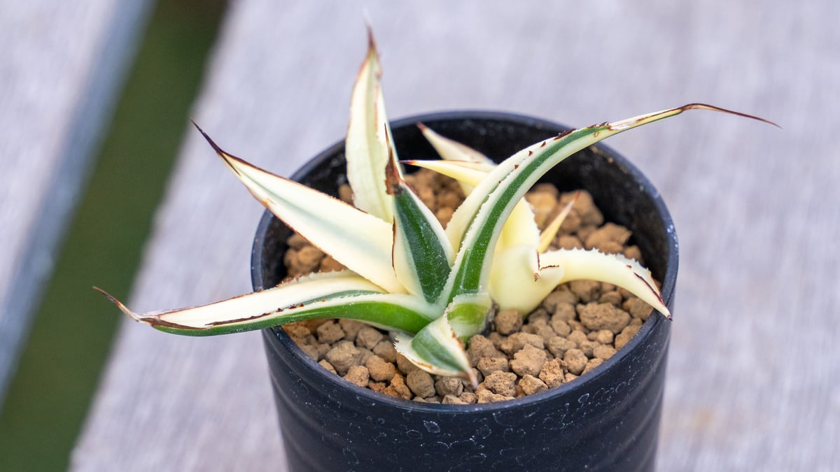 アガベ サングロー | mana's farm:塊根植物・アガベ・ドライ