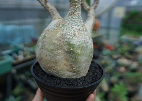 パキポディウム　グラキリス　 Pachypodium Gracilius  No.4