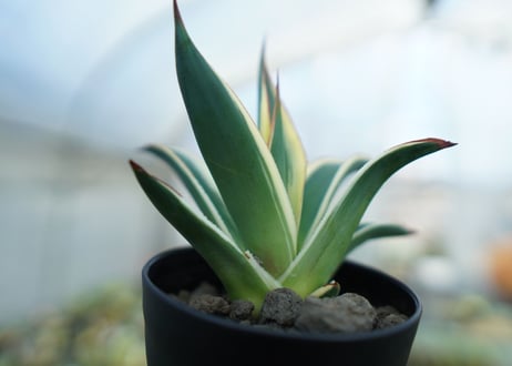 アガベ　ブルーグロー錦　Agave Blue Glow