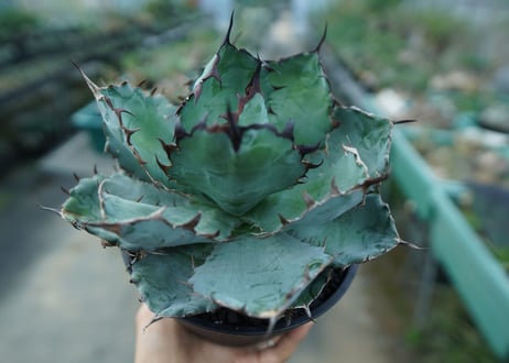 アガベ　チタノタ　 ブラックアンドブルー 　Agave titanota black and blue　No.4