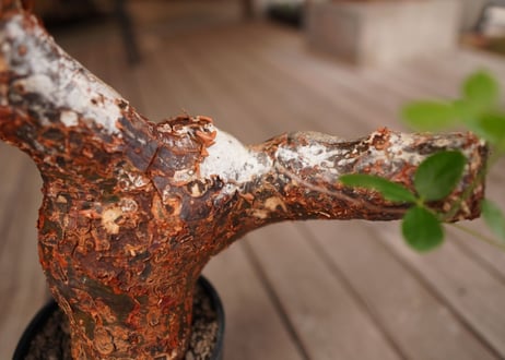 コミフォラ オルビクラリス　commiphora orbicularis