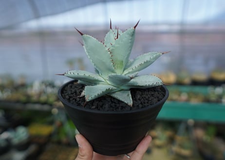 アガベ　ドラゴントゥース　Agave Dagontoes　No.2