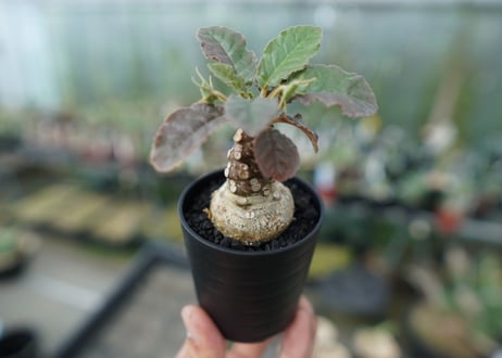 ドルステニア フォエチダ　Dorstenia foetida  斑入り No.1