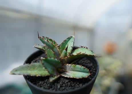 アガベ　チタノタ　 ブラックアンドブルー 　Agave titanota black and blue　No.3