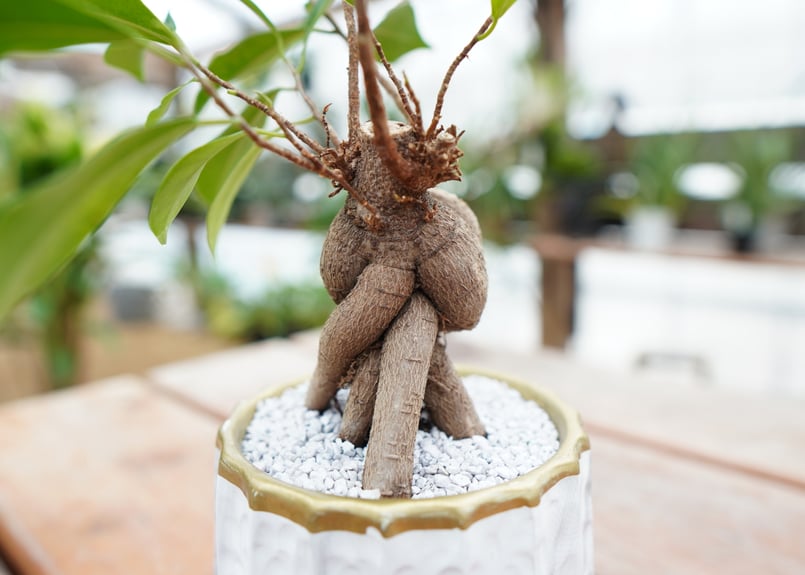 ガジュマル No.1 | mana's farm:塊根植物・アガベ・ドライガーデン植物