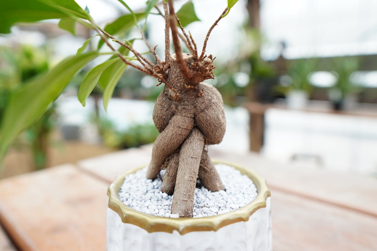 ガジュマル約1.5メートル/13号 ガジュマル約1.5メートル/13号