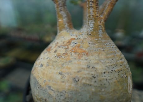 パキポディウム　グラキリス　 Pachypodium Gracilius  No.3