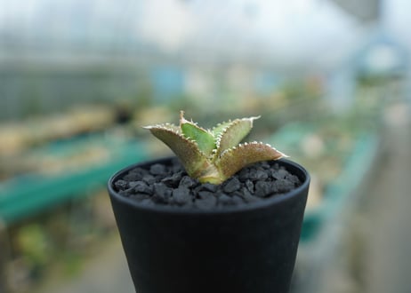 アガベ　チタノタ　追星 agave titanota cok