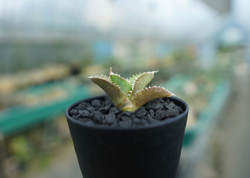 アガベ COK ｃｇ０１　鉢ごと発送　追星　中株 Agave cg01 COK/追星 極上株 | Hobbies Plant