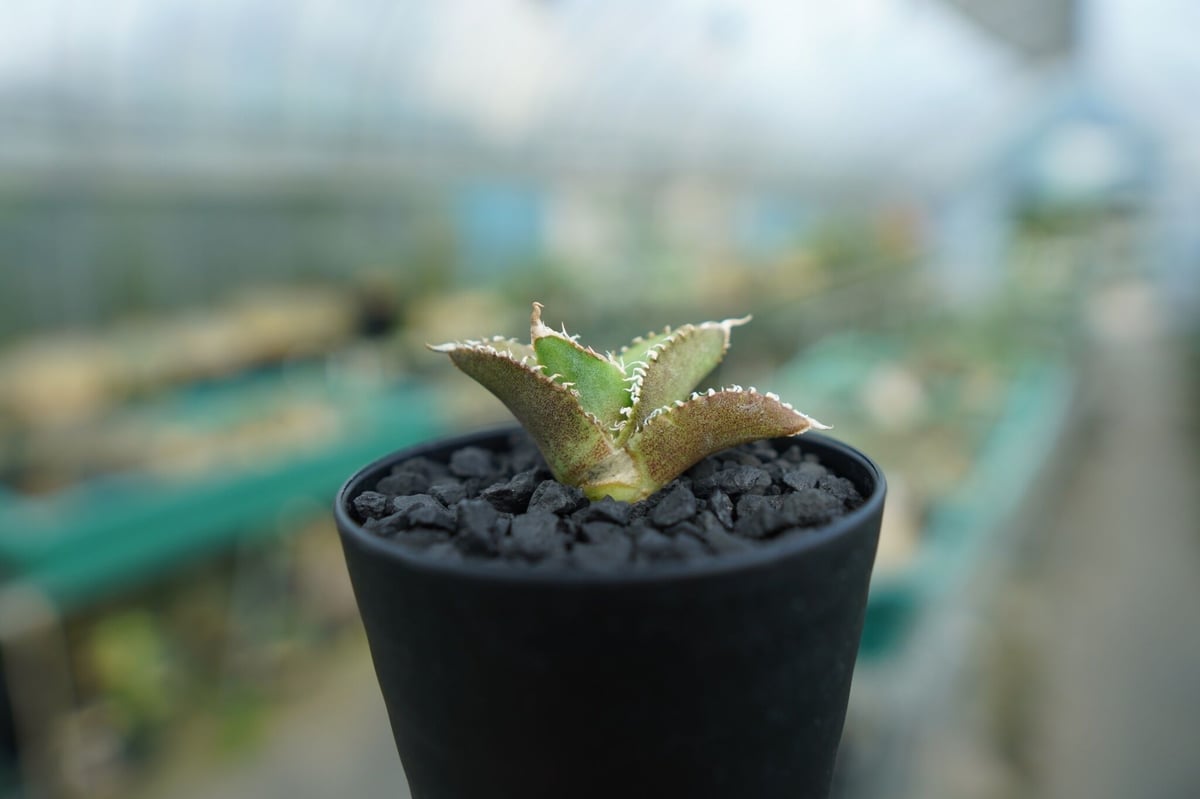 アガベ チタノタ 追星 cok CG01 子株 ブツブツ 【公式通販】