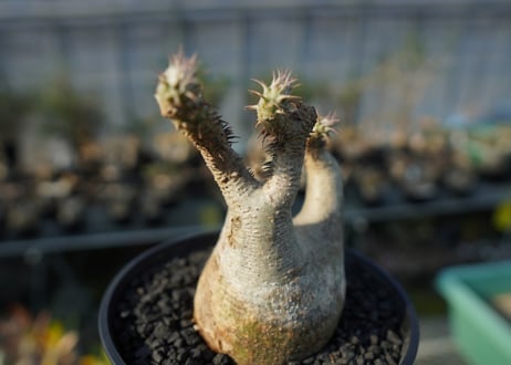 パキポディウム マカイエンセ　Pachypodium makayense　No.3