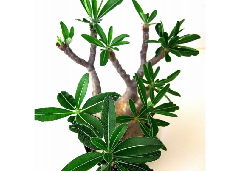 GIRUVI Pachypodium Gracilius グラキリス Pachypodium Gracilius パキポディウム グラキリス №6 | mana