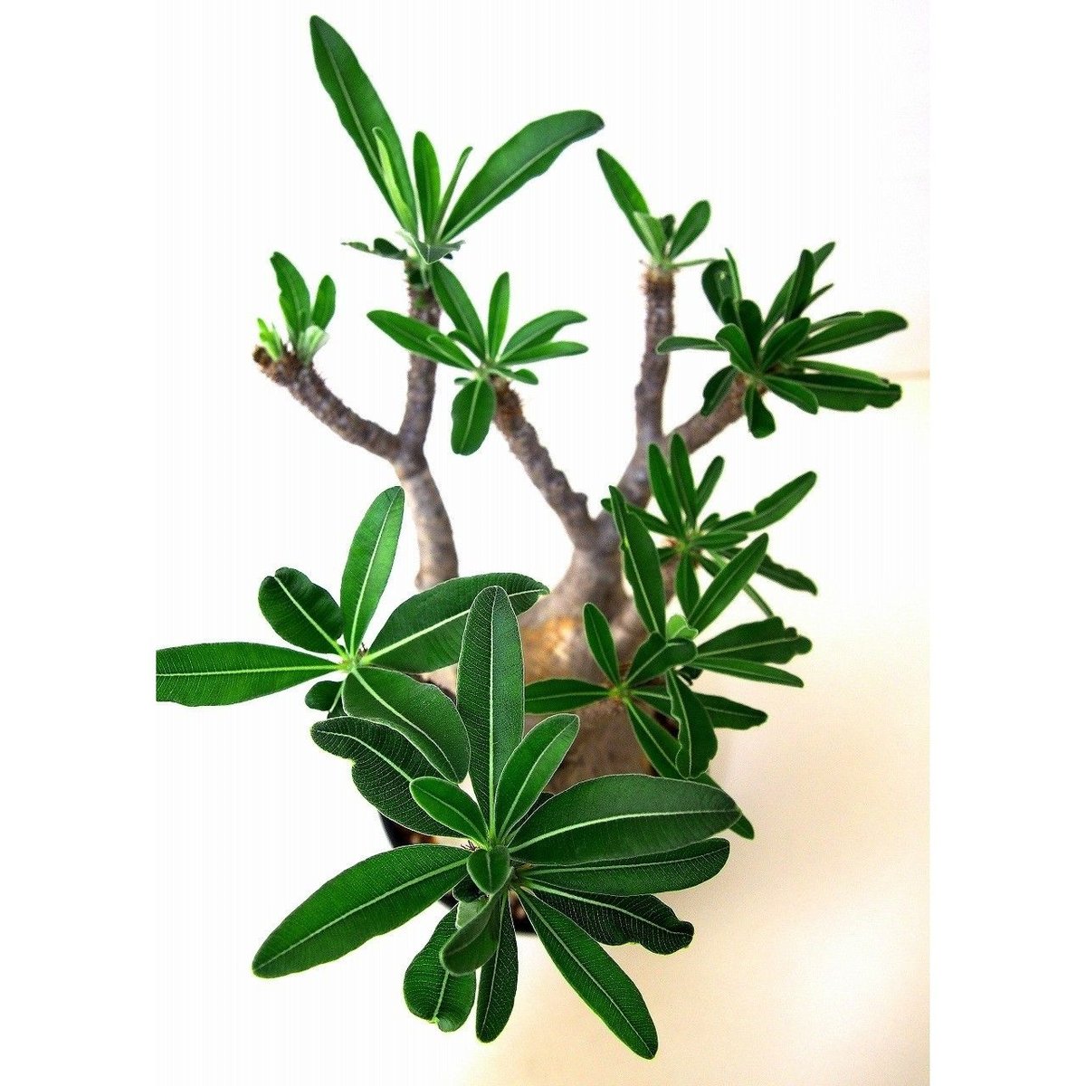 パキポディウム グラキリス Pachypodium gracilius ⑥ Pachypodium Gracilius パキポディウム グラキリス №6 | mana