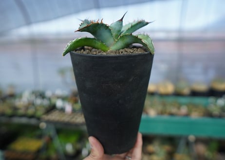 アガベ　チタノタ　ブルー　agave titanota Blue　No.1