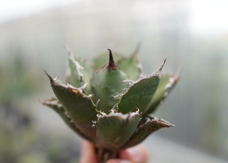 Agave titanota FO-76 C NO.4