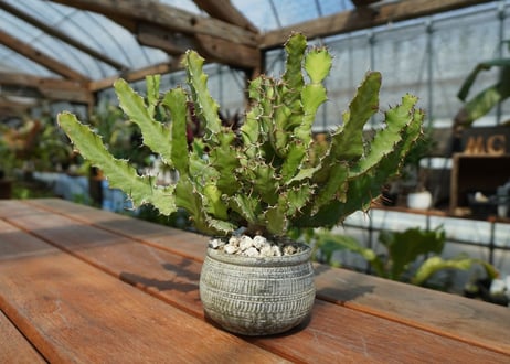 ユーフォルビア　オオマトイ  Euphorbia  triangularis