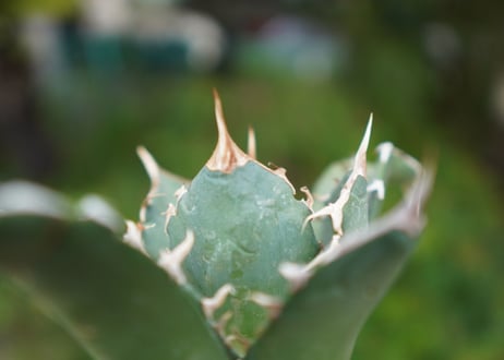 Agave titanota 白鯨 D NO.4