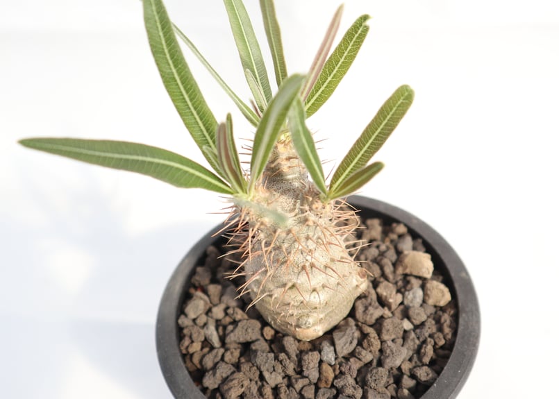 パキポディウム グラキリス 実生 №5 | mana's farm:塊根植物・アガベ