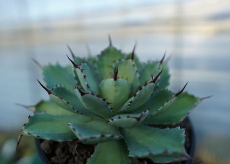 吉祥冠　中斑　Agave potatorum