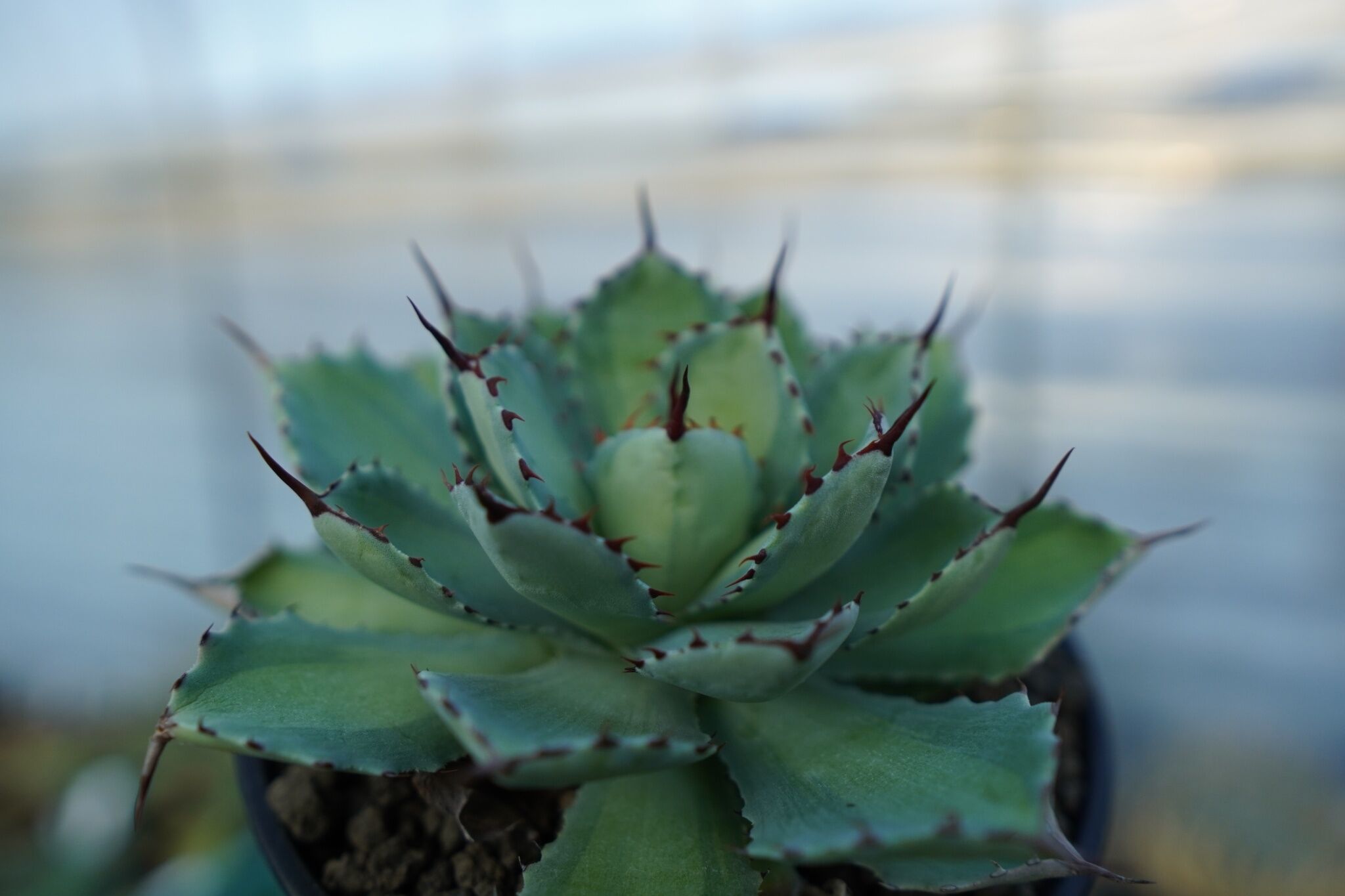 吉祥冠 中斑 Agave potatorum | mana's farm:塊根植物・アガベ・ド