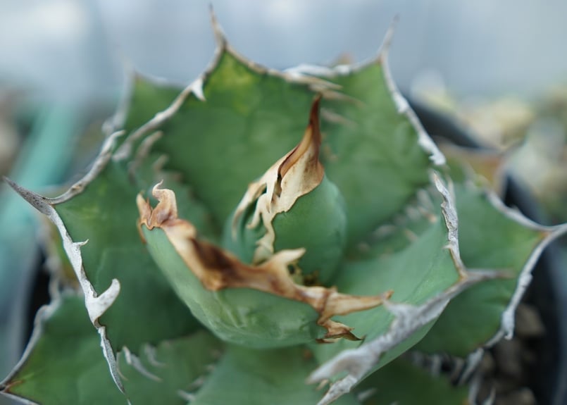 アガベ　チタノタ　コードR 親株 親株販売 スーパーチタノタ アガベ agave super titanota 多肉