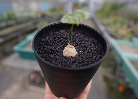 亀甲竜　Dioscorea elephantipes No.2
