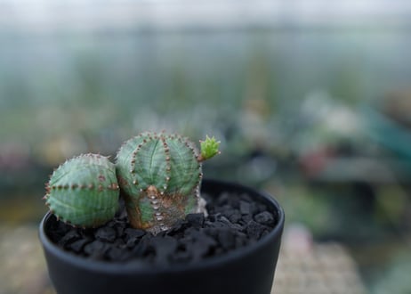 ユーフォルビア　オベサブロー　Euphorbia ObesaBlow No.2